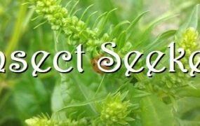 昆虫探寻者/Insect Seeker